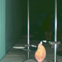snail_shell_T10.jpg