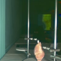 snail_shell_T14.jpg
