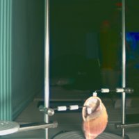 snail_shell_T16.jpg