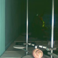 snail_shell_T2.jpg