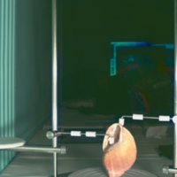 snail_shell_T9.jpg