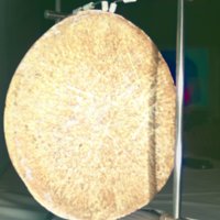 whale_vertebrae_T1.jpg
