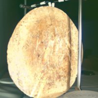 whale_vertebrae_T5.jpg