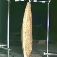 whale_vertebrae_T8.jpg