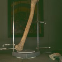 bone_T1.jpg