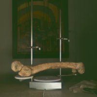bone_T15.jpg
