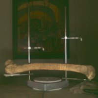 bone_T16.jpg