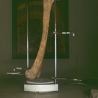 bone_T2.jpg