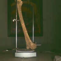bone_T4.jpg