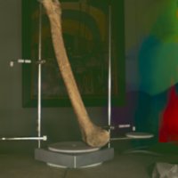 bone_T5.jpg