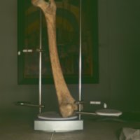 bone_T6.jpg