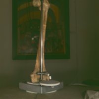 bone_T7.jpg
