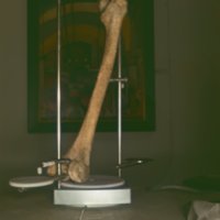 bone_T8.jpg