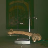bone_T9.jpg
