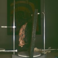 cranium_T12.jpg