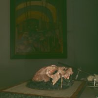 cranium_T3.jpg