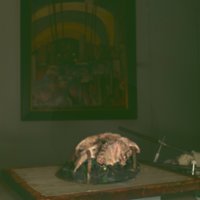 cranium_T4.jpg