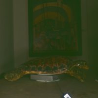 turtle_T10.jpg