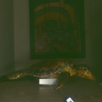 turtle_T11.jpg