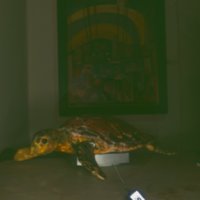 turtle_T13.jpg