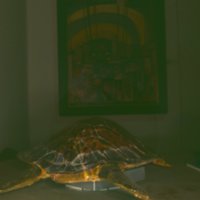 turtle_T18.jpg