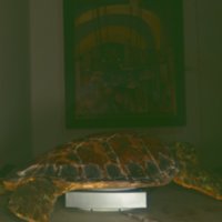 turtle_T19.jpg
