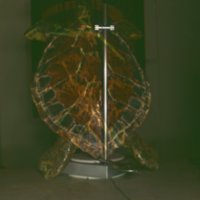 turtle_T3.jpg