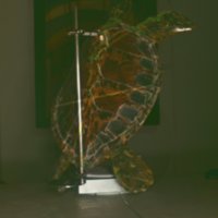 turtle_T4.jpg