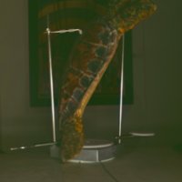 turtle_T5.jpg
