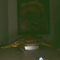 turtle_T9.jpg