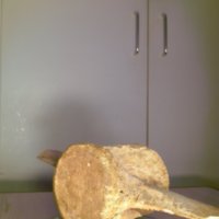 Bone_Cup_T12.jpg