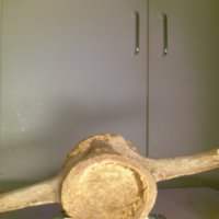 Bone_Cup_T16.jpg