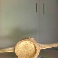 Bone_Cup_T7.jpg