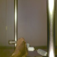 Bone_Bowl_T8.jpg