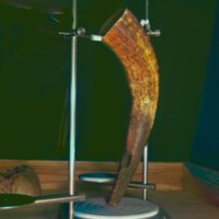 horn_T19.jpg