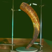horn_T20.jpg