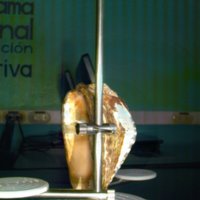 shell_caracol_T10.jpg