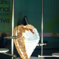 shell_caracol_T11.jpg