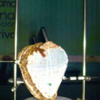shell_caracol_T12.jpg