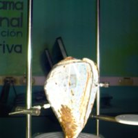 shell_caracol_T15.jpg