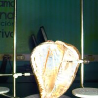 shell_caracol_T16.jpg