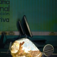 shell_caracol_T4.jpg