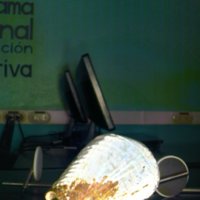 shell_caracol_T8.jpg