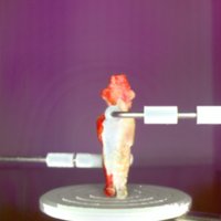 red_man_T12.jpg