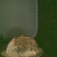 military_hat_T9.jpg