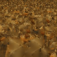 Bird_color.png