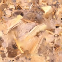 Sparrow3.jpg