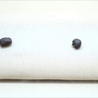 vestiges.m4v
