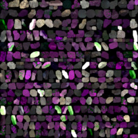 model_material0004_map_Kd.png