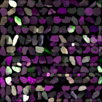 model_material0005_map_Kd.png